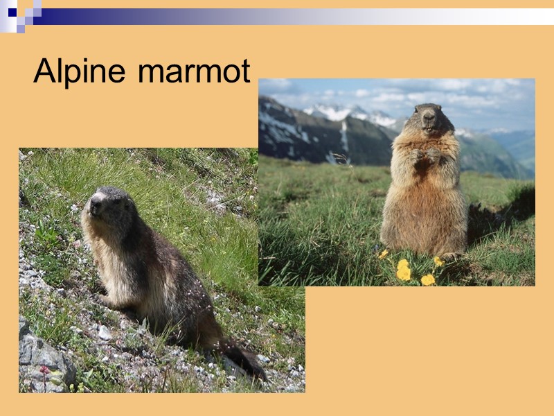 Alpine marmot